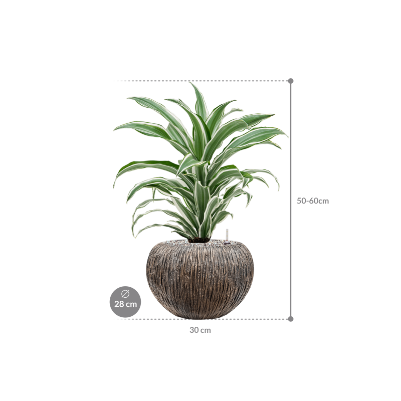 Dracaena White Jewel in Baq Luxe Lite Universe Waterfall Globe