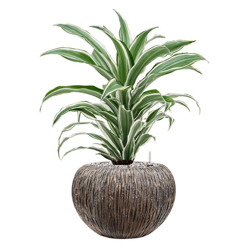 Dracaena White Jewel in Baq Luxe Lite Universe Waterfall Globe