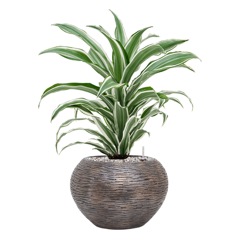 Dracaena White Jewel in Baq Luxe Lite Universe Wrinkle Globe