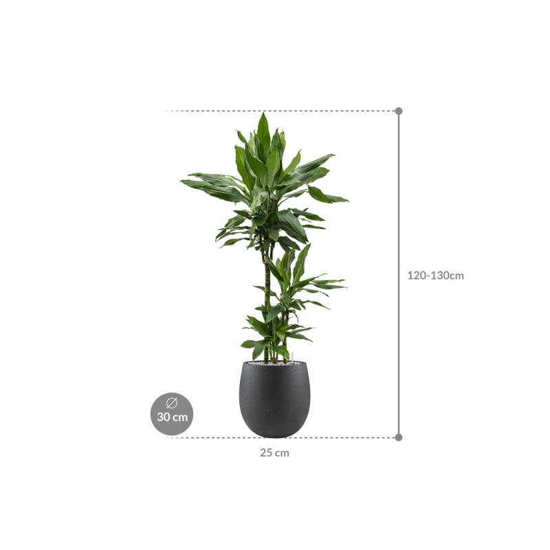 Dracaena Janet Lind in Grigio Balloon Concrete Antraciet