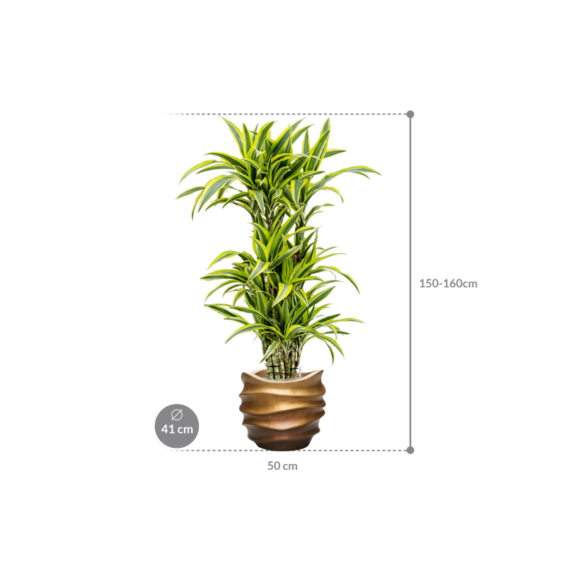 Dracaena Lemon Lime in Baq Metallic Lee Couple Honey