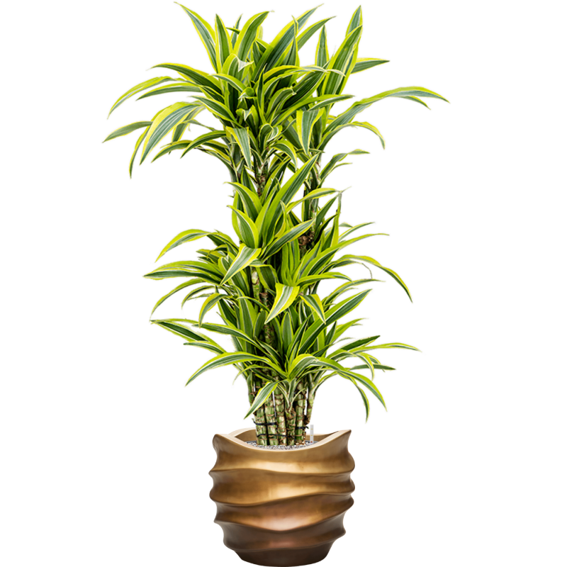 Dracaena Lemon Lime in Baq Metallic Lee Couple Honey