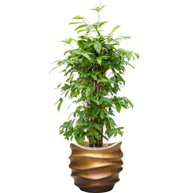 Dracaena Surculosa in Baq Metallic Lee Couple Honey