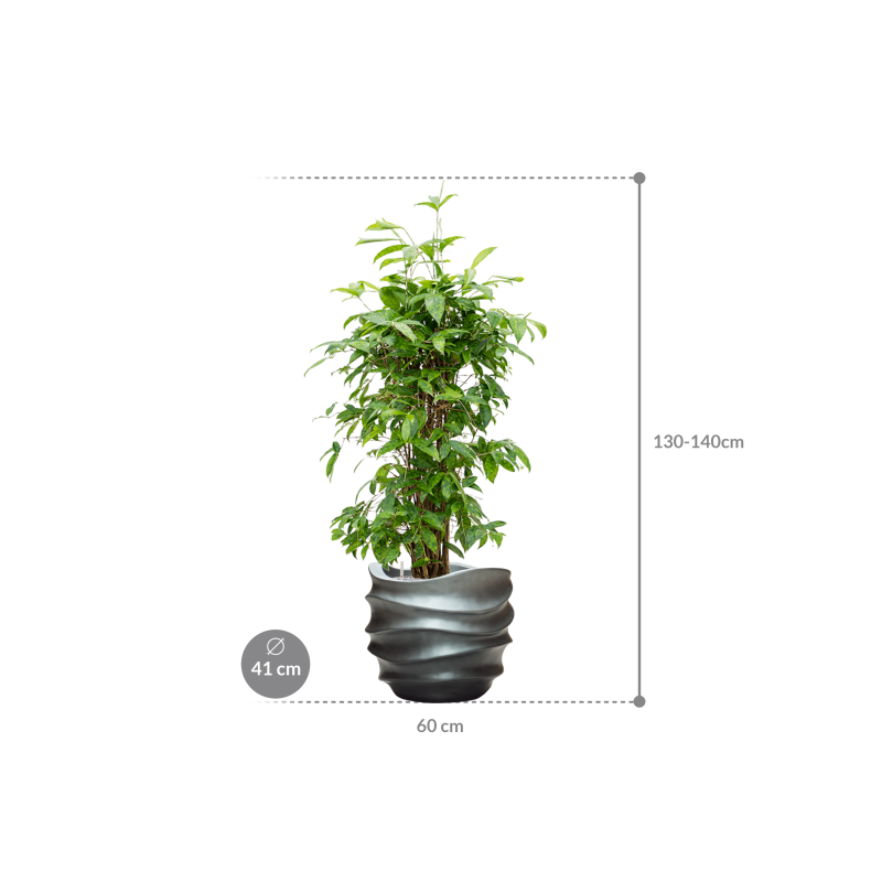 Dracaena Surculosa in Baq Metallic Lee Couple Grey