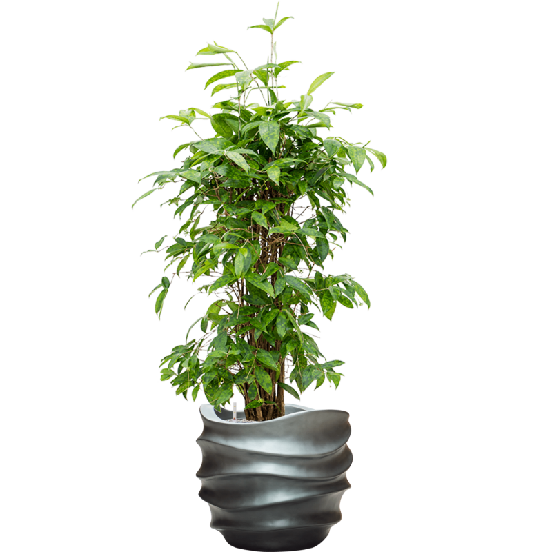 Dracaena Surculosa in Baq Metallic Lee Couple Grey