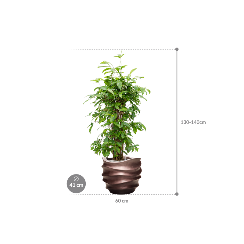 Dracaena Surculosa in Baq Metallic Lee Couple Coffee