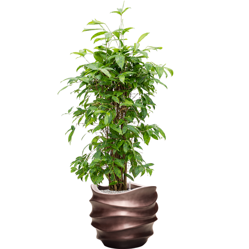 Dracaena Surculosa in Baq Metallic Lee Couple Coffee