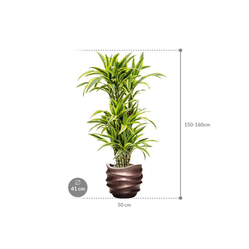 Dracaena Lemon Lime in Baq Metallic Lee Couple Coffee