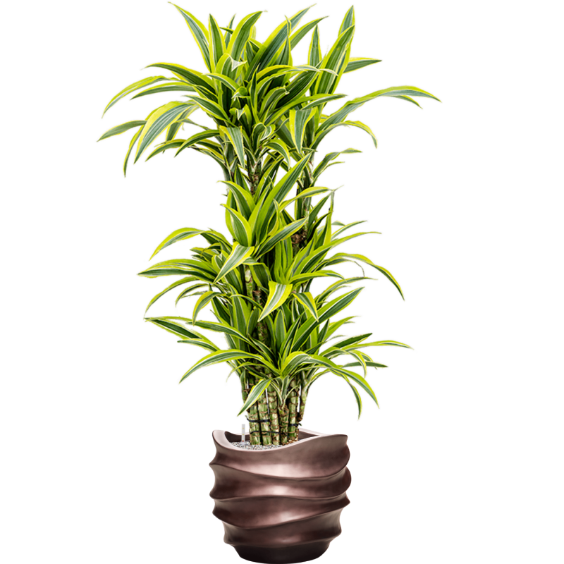 Dracaena Lemon Lime in Baq Metallic Lee Couple Coffee