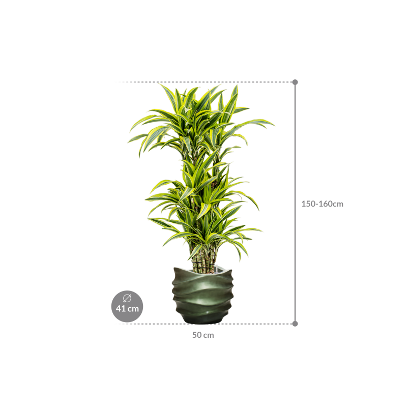 Dracaena Lemon Lime in Baq Gradient Lee Couple Green