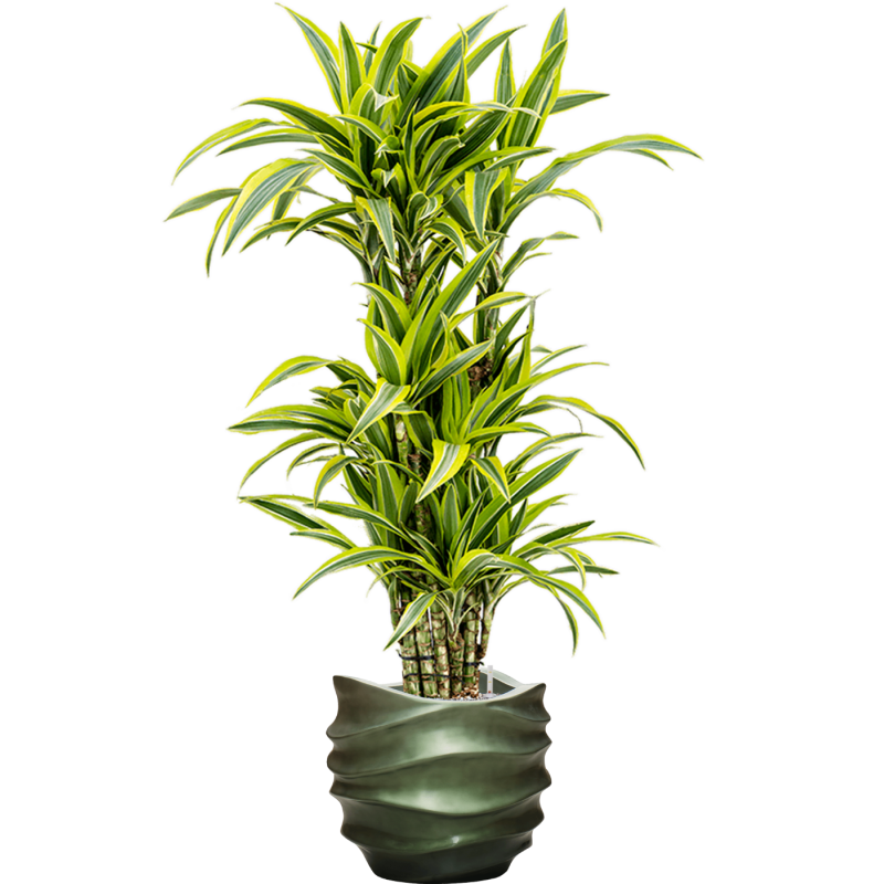 Dracaena Lemon Lime in Baq Gradient Lee Couple Green