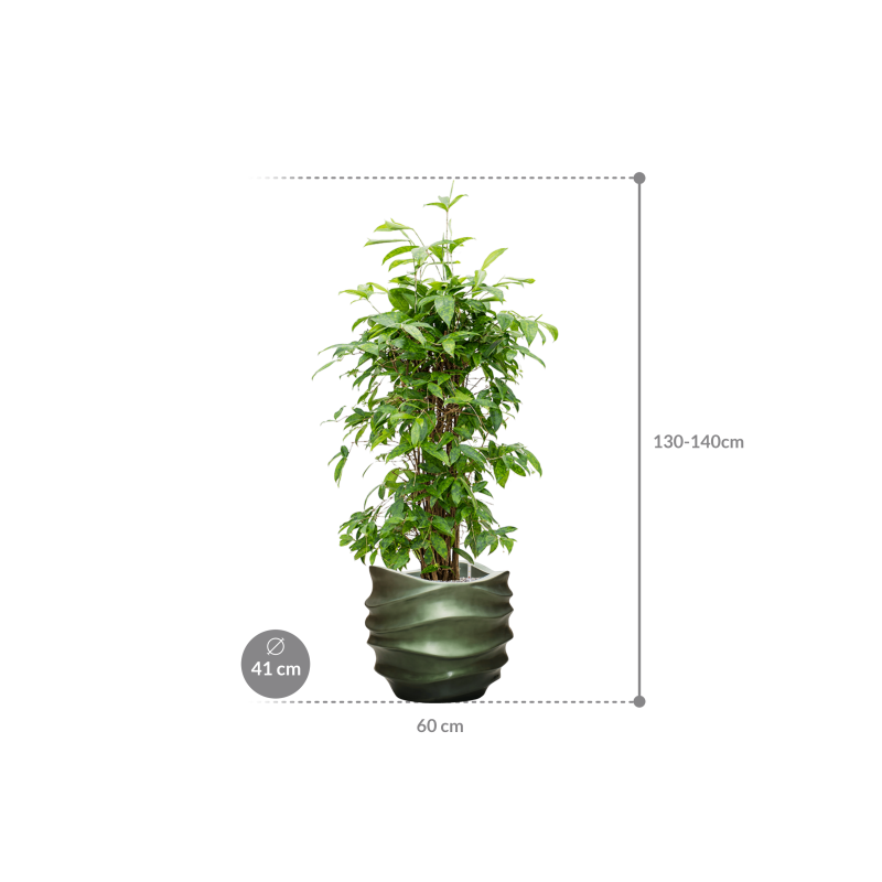 Dracaena Surculosa in Baq Metallic Lee Couple Groen