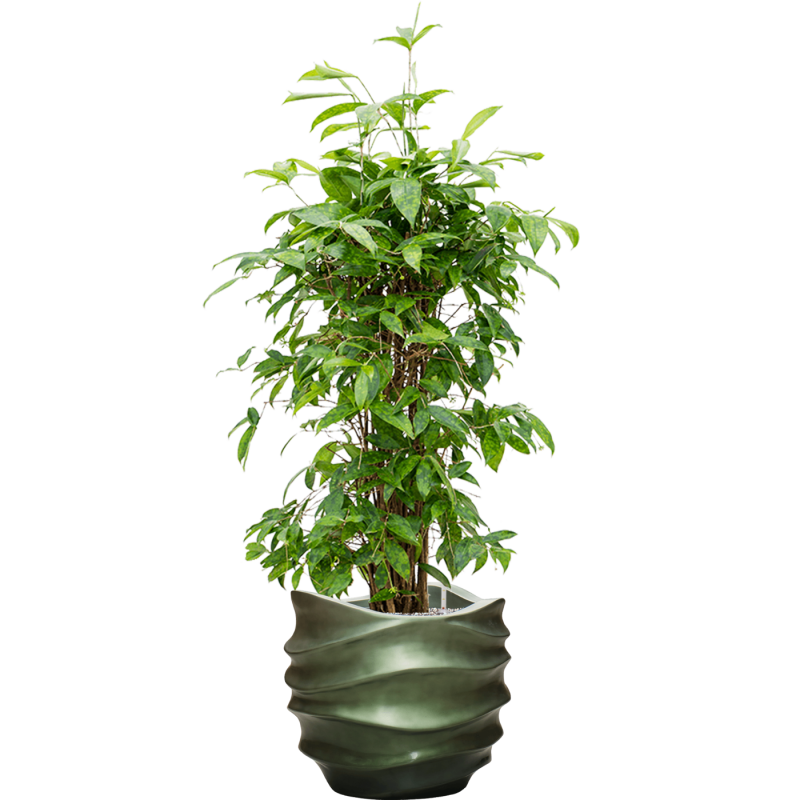 Dracaena Surculosa in Baq Metallic Lee Couple Groen