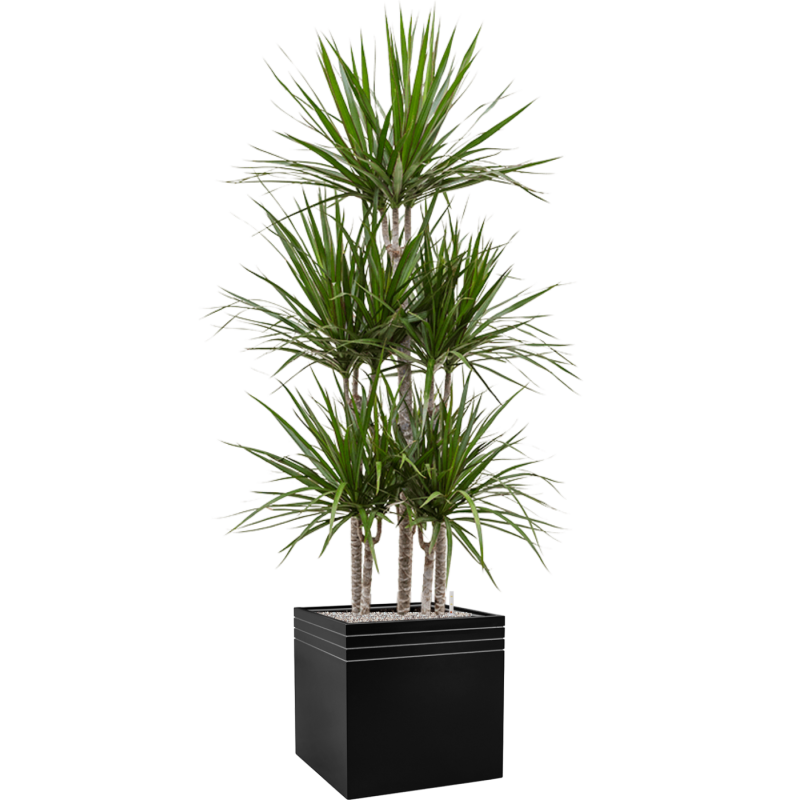 Dracaena Marginata in Line-Up Cube Matt Zwart met wielplaat