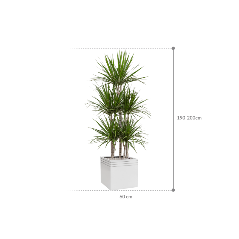 Dracaena marginata in Line-Up Cube Matt Wit met wielplaat