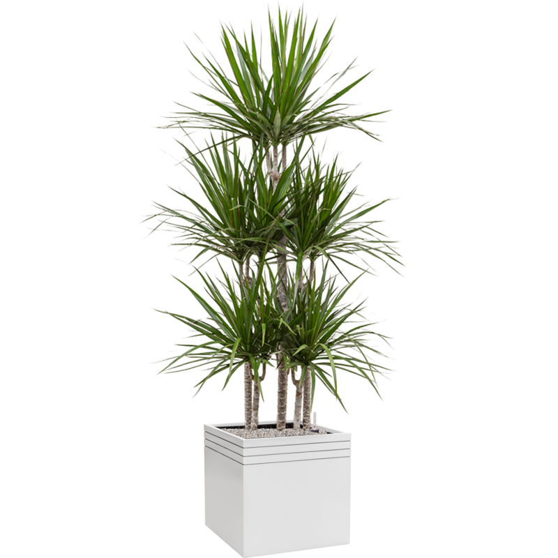 Dracaena marginata in Line-Up Cube Matt Wit met wielplaat