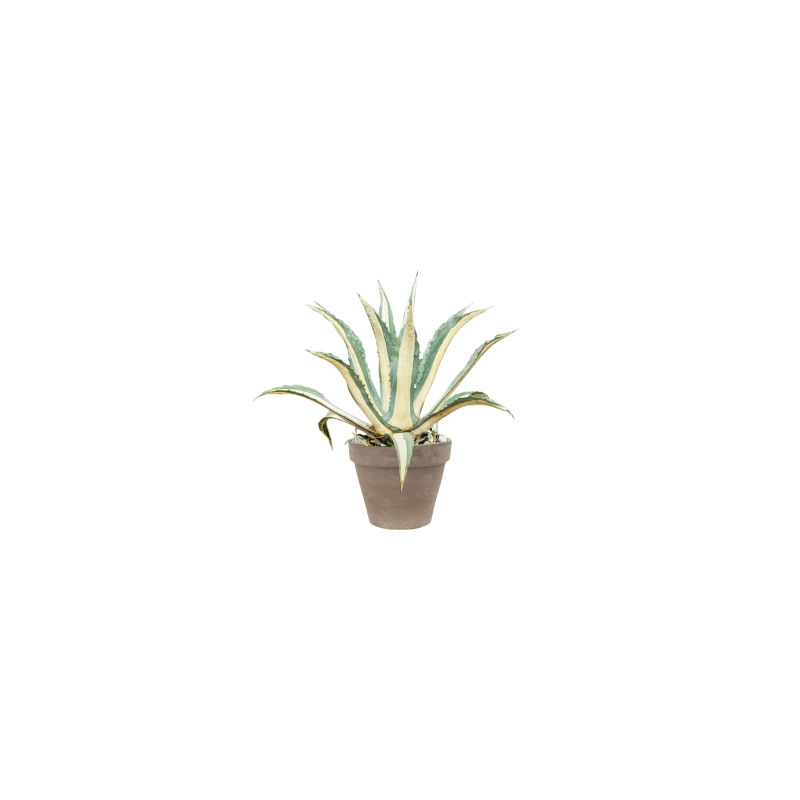 Agave amerciana mediopicta 'Alba'