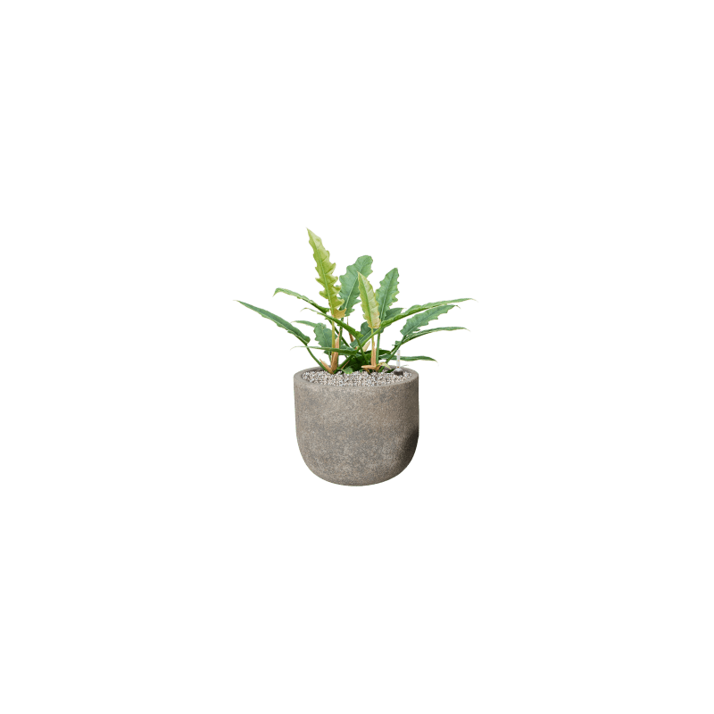 Philodendron Rambo