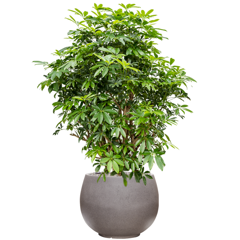 Rotunda Urban Globe Cool Grey