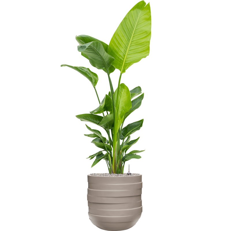 Circulum Natural Partner Cedar Grey