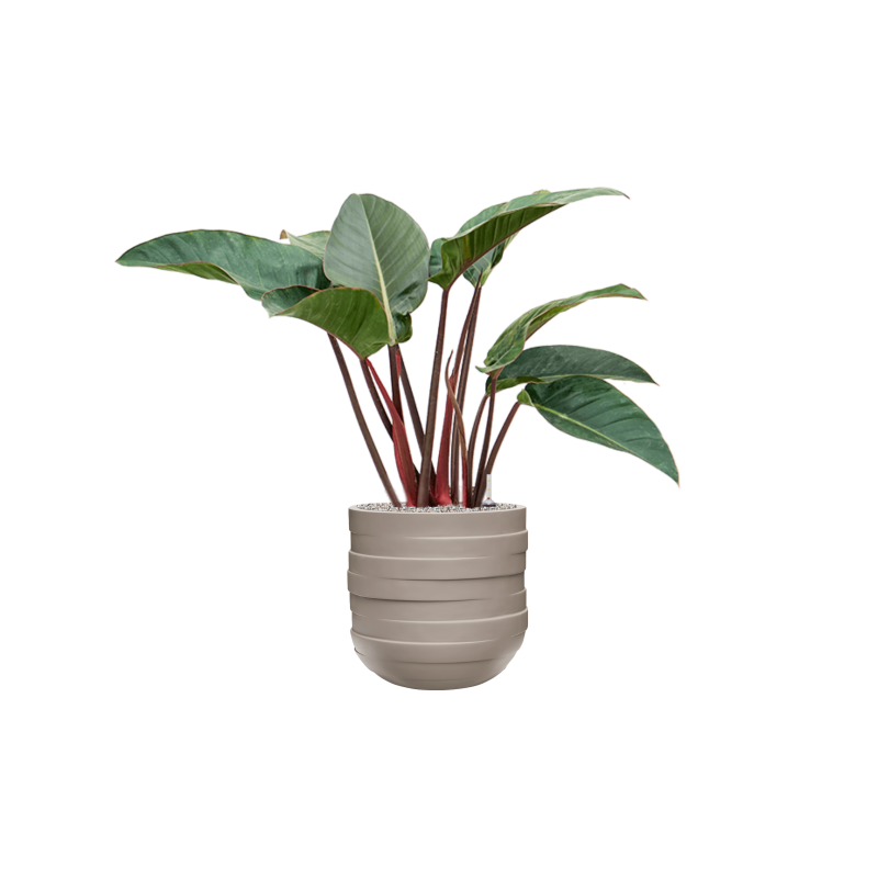 Circulum Natural Partner Cedar Grey