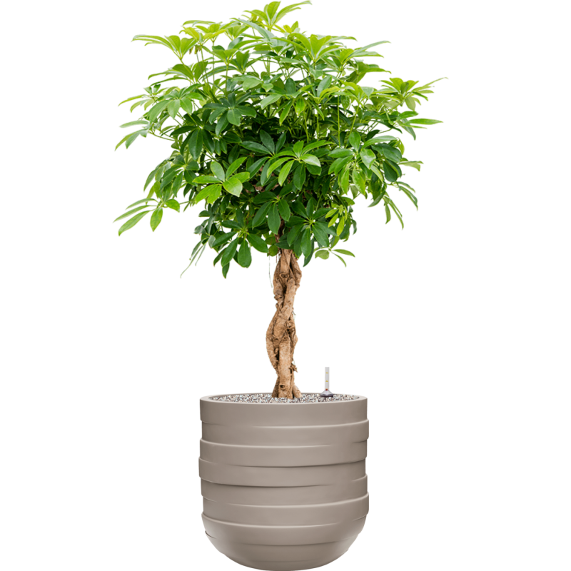 Circulum Natural Partner Cedar Grey