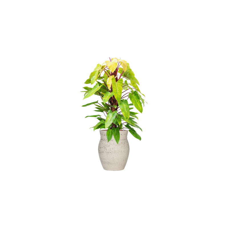 Mediterranean Apollo Krijt Wit