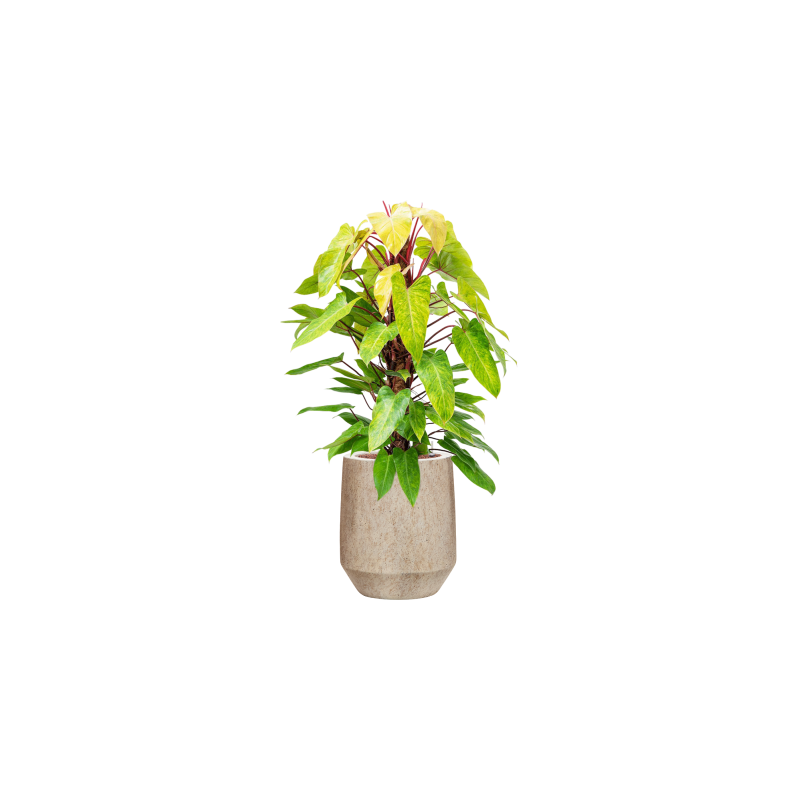 Mineral Harrith High Beige