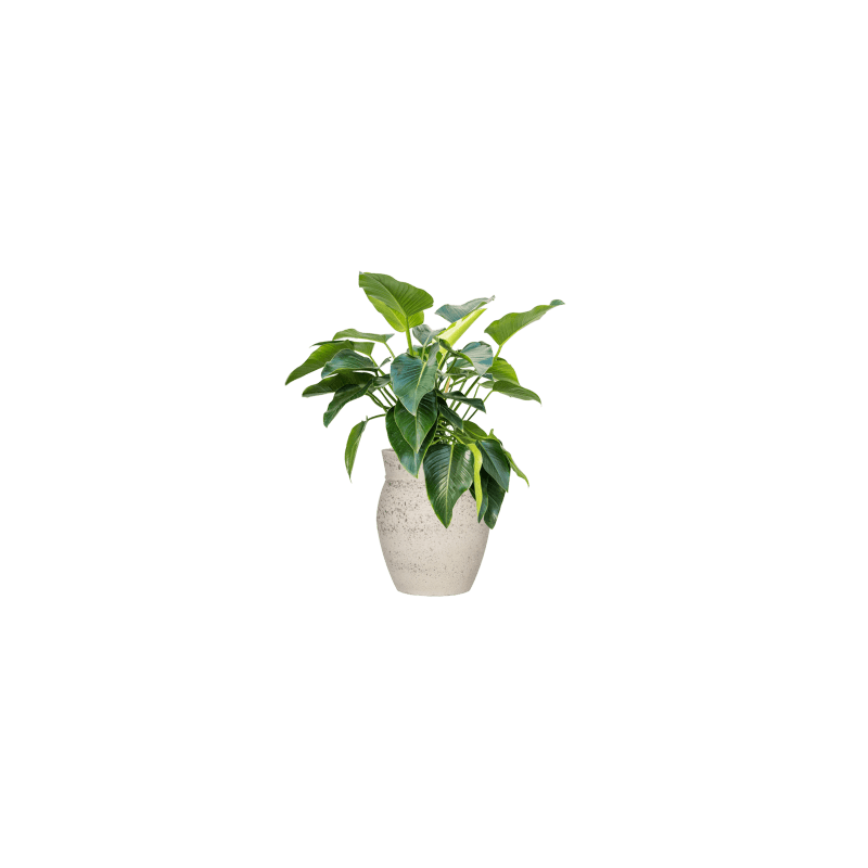 Mediterranean Apollo Krijt Wit