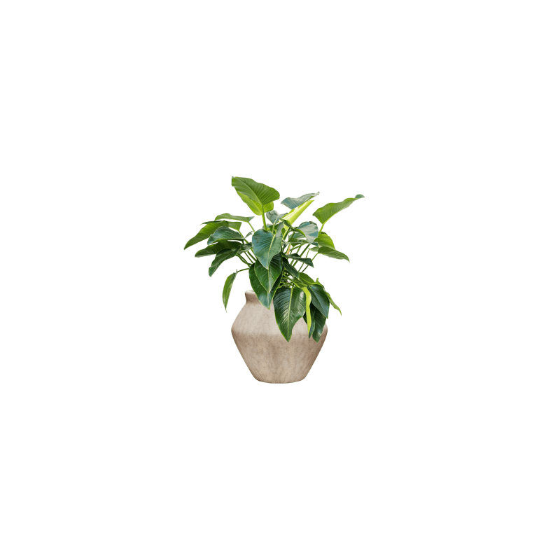 Mineral Fleuri Beige