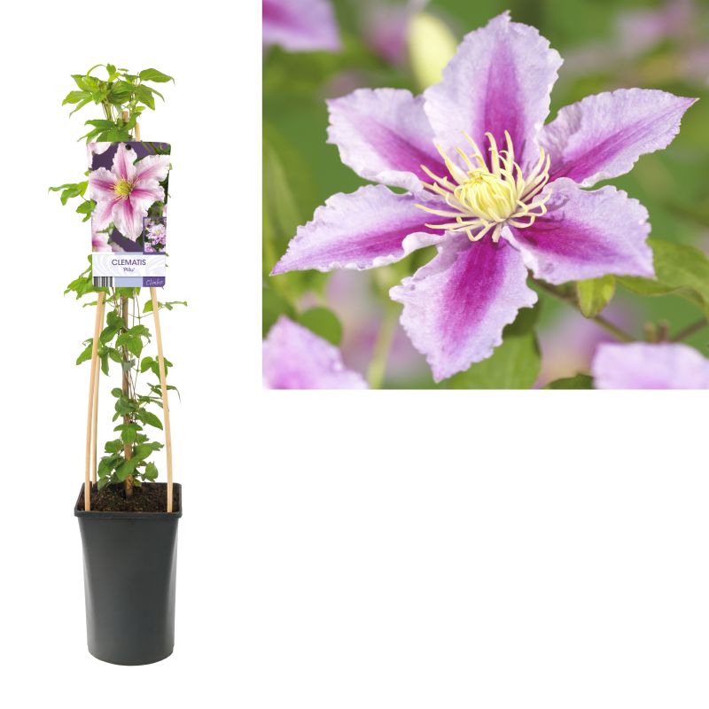 Clematis 'Piilu'