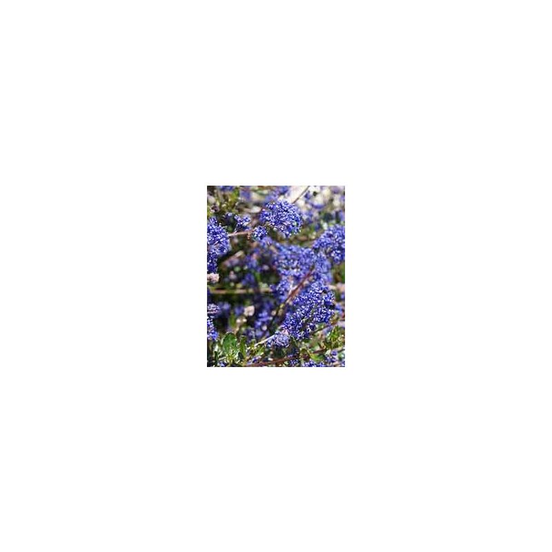 Ceanothus 'Blue Sapphire'