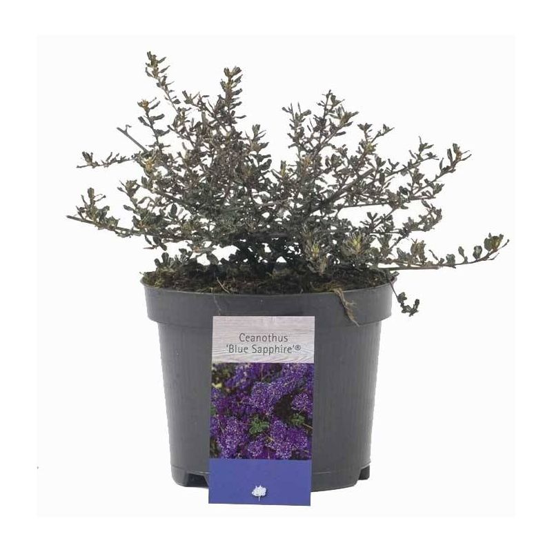 Ceanothus 'Blue Sapphire'