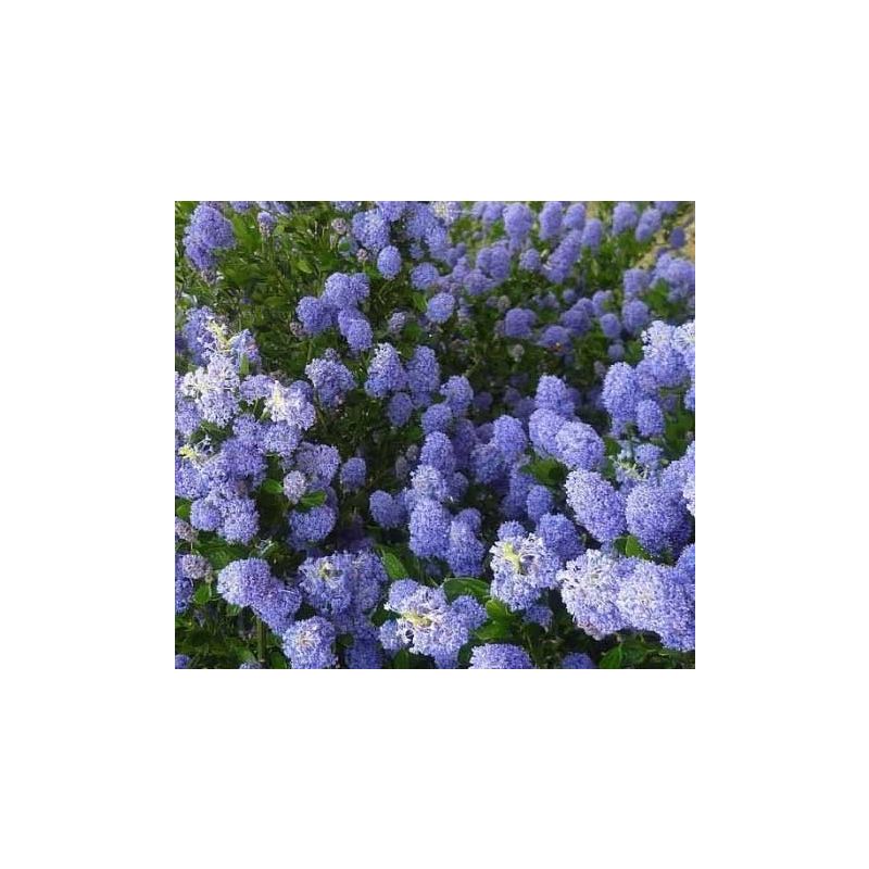 Ceanothus 'Burkwoodii'