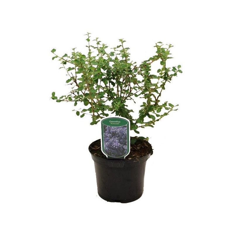 Ceanothus 'Burkwoodii'