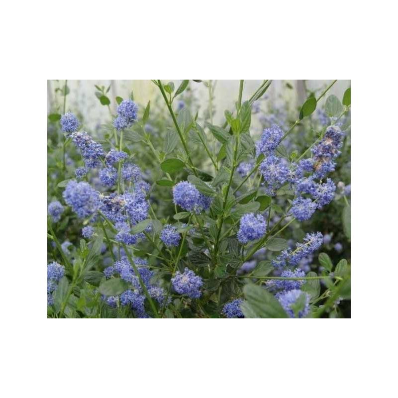 Ceanothus Victoria