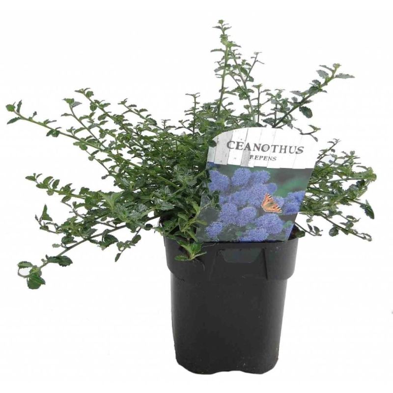 Ceanothus thyrsiflorus 'Repens'