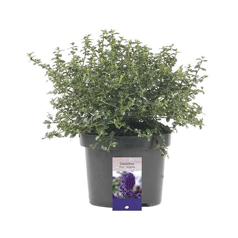 Ceanothus thyrsiflorus 'Repens'