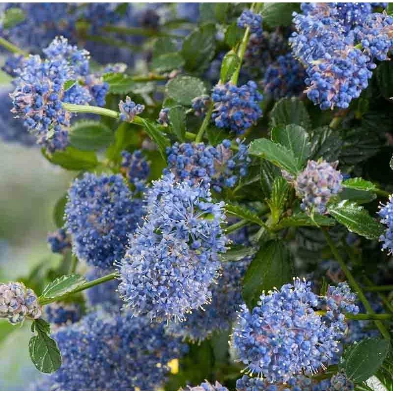 Ceanothus thyrsiflorus 'Repens'