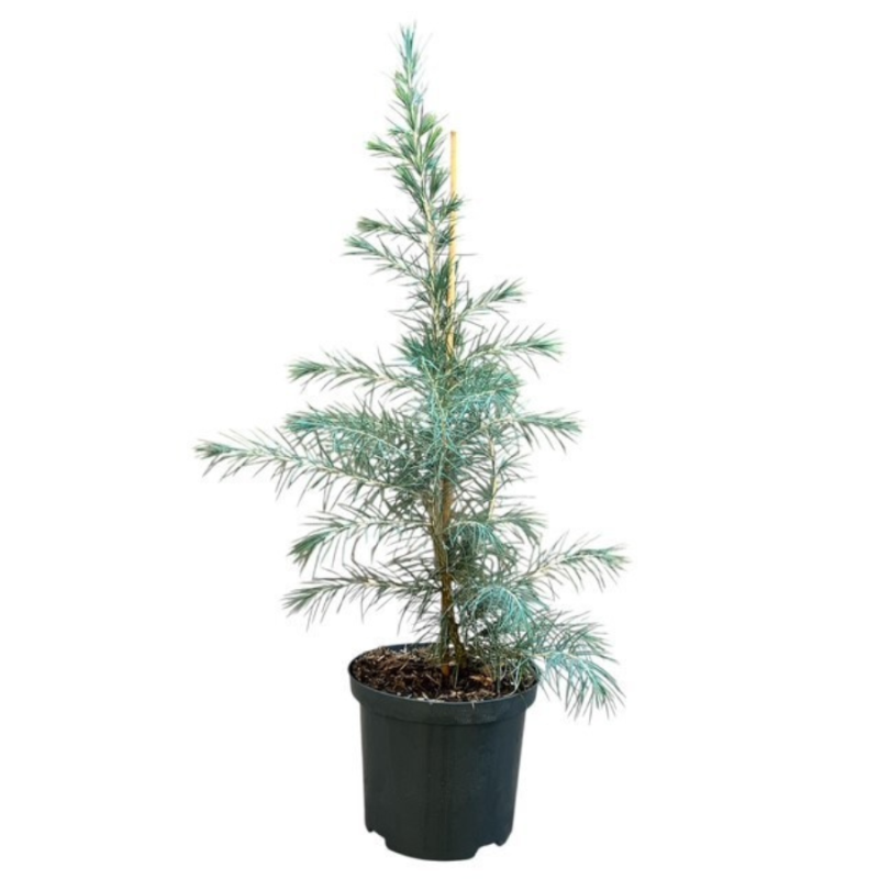Cedrus deodora