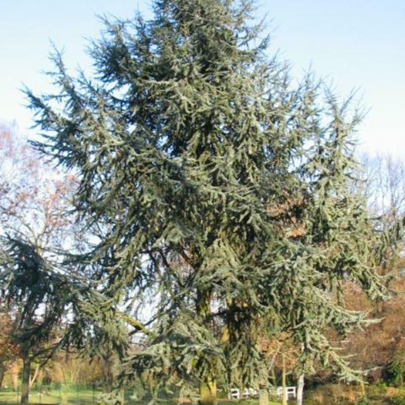 Cedrus glauca
