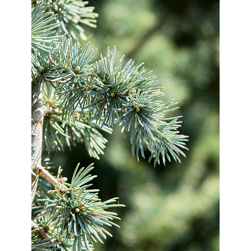 Cedrus Glauca Pendula