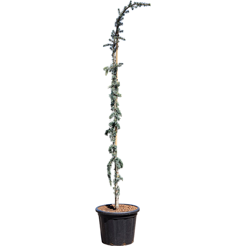 Cedrus Glauca Pendula