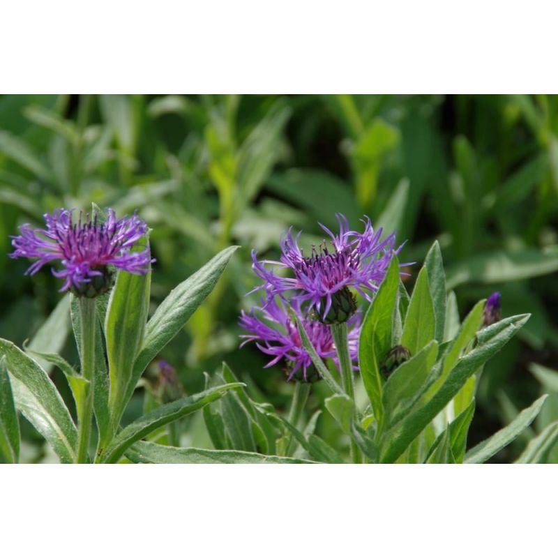 Centaurea Coerulea