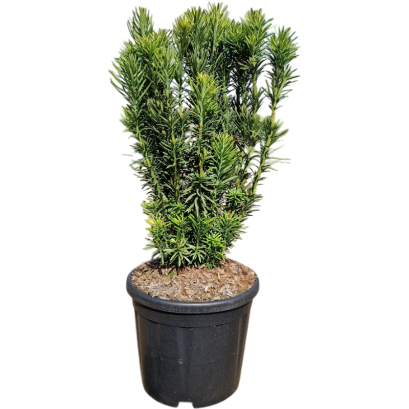 Cephalotaxus Fasigiata