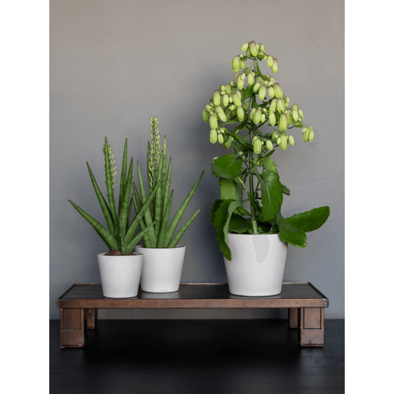 Ceramic Inez Funghi Beige