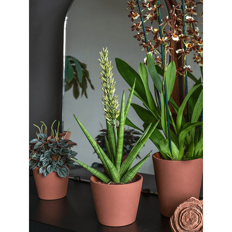 Ceramic Inez Peacan Brown