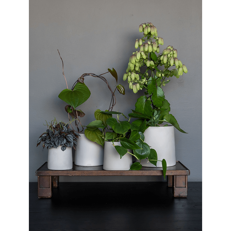 Ceramic Sofia Funghi Beige