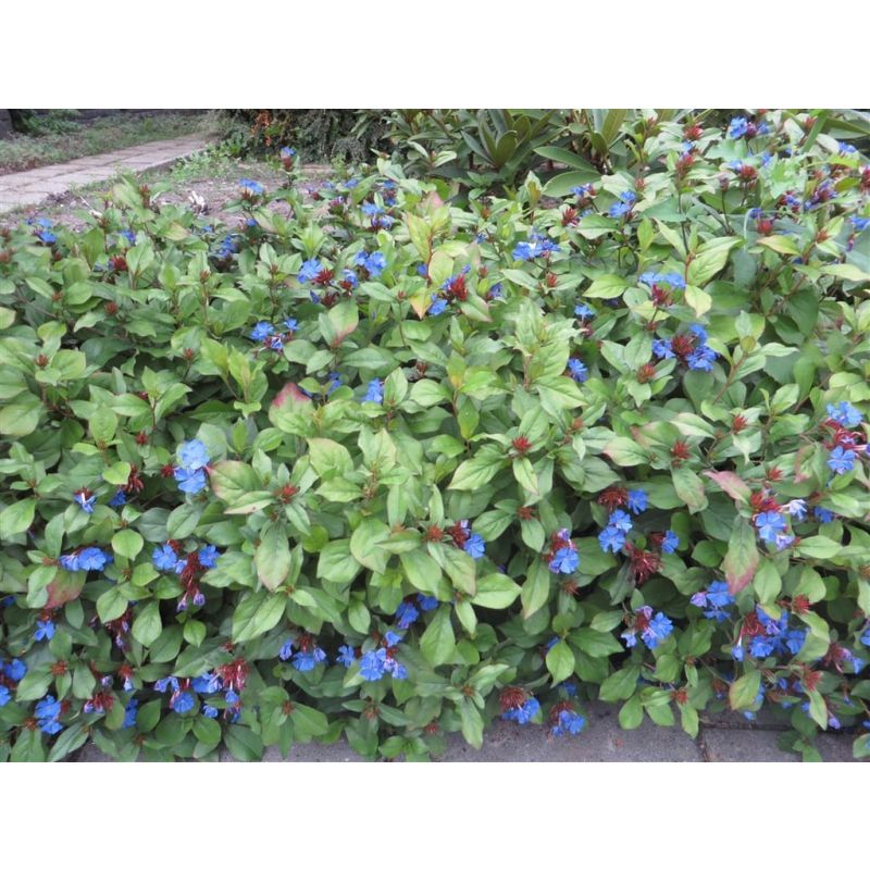 Ceratostigma plumbaginoides 