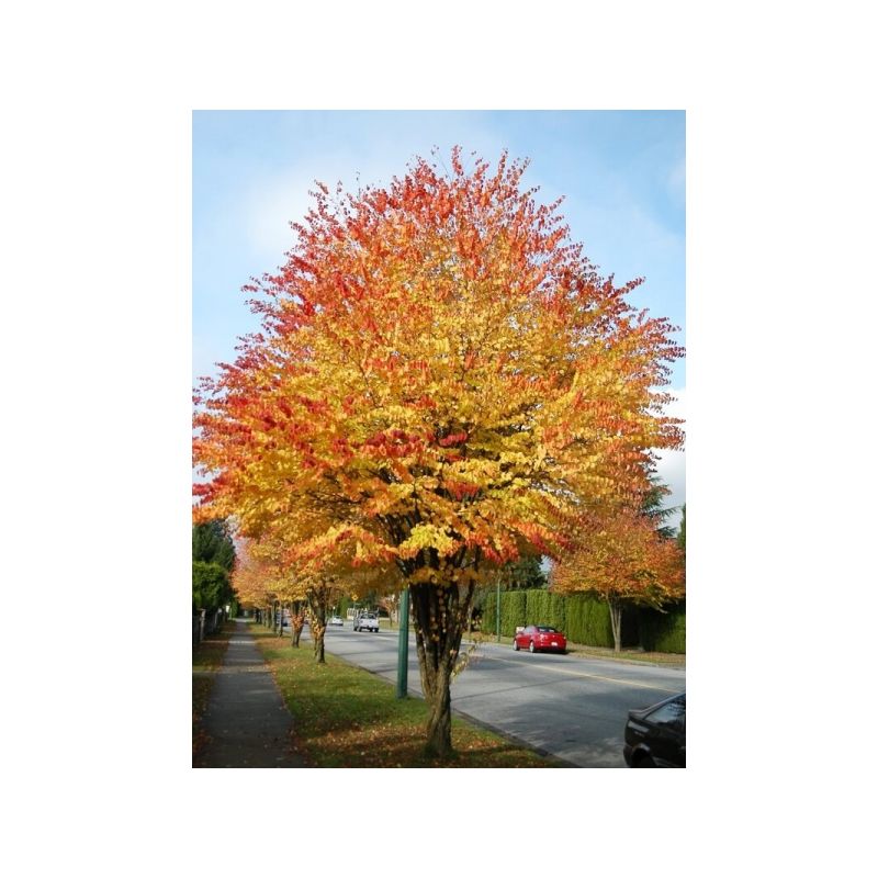 Cercidiphyllum japonicum meerstammig